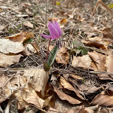 Pirin Dream View * Razlog