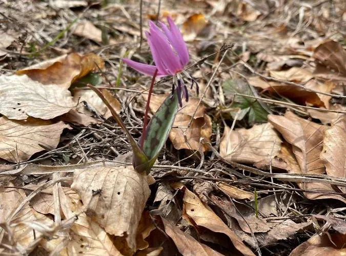 Pirin Dream View * Razlog